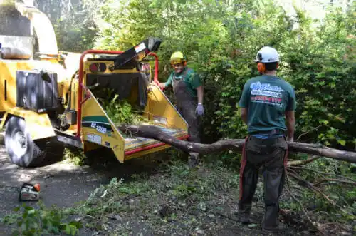 tree services Kentfield